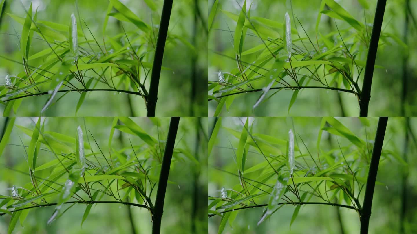 雨滴落在绿色的竹叶上
