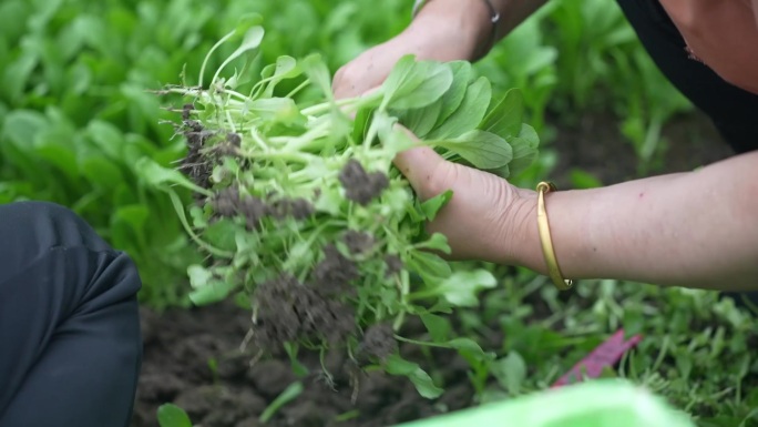 鸡毛菜大棚 鸡毛菜采摘