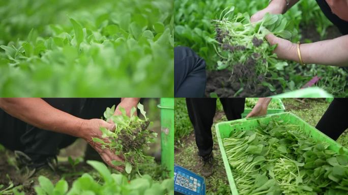 鸡毛菜大棚 鸡毛菜采摘