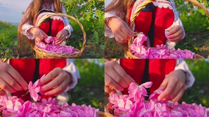 保加利亚美女穿着民族民俗服装，在篮子里采玫瑰花瓣，油亮的大马士革玫瑰。保加利亚的性质