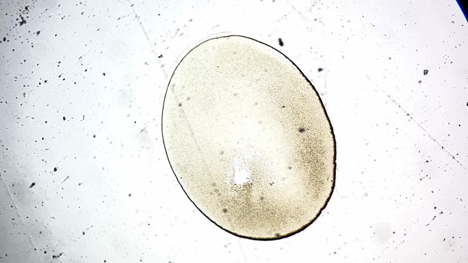 蛙卵单细胞切片 (2)