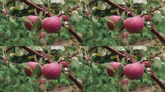 红苹果在雨中落在树枝上。花园里长着的水果