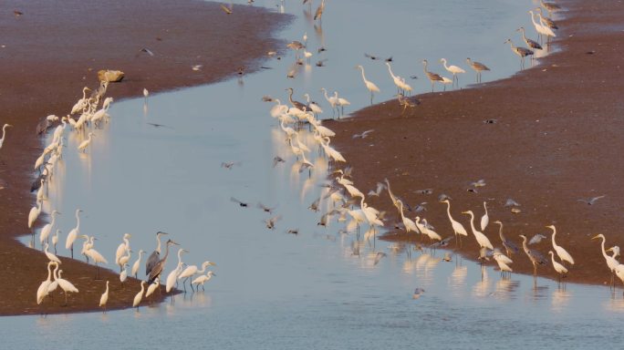 4K实拍鄱阳湖夏候鸟觅食场景