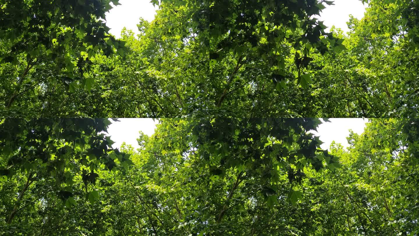 夏日绿色植物树叶风吹树枝实拍 (16)