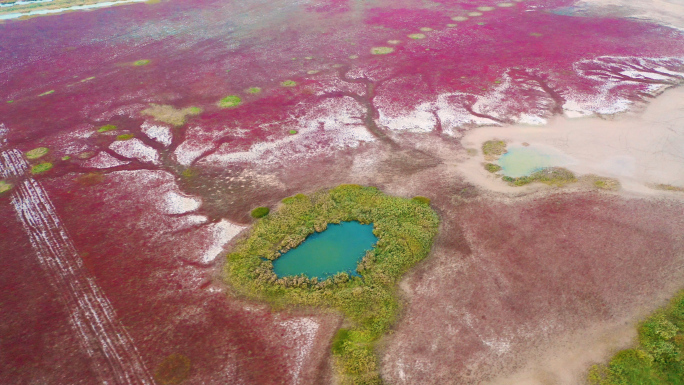 江苏盐城东台条子泥湿地红草地