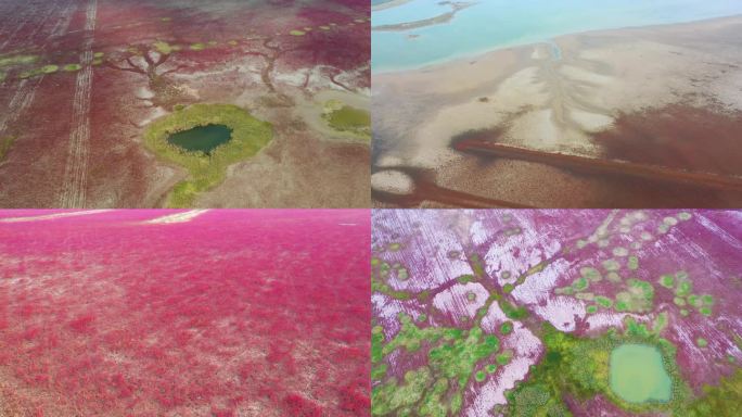 江苏盐城东台条子泥湿地红草地