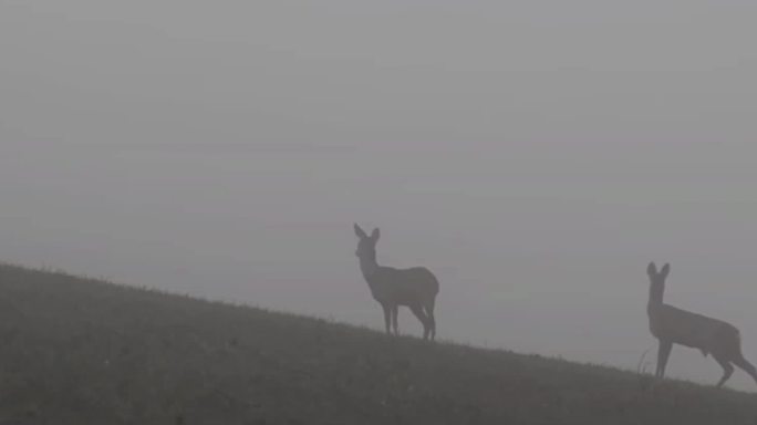 下雨天空镜视频