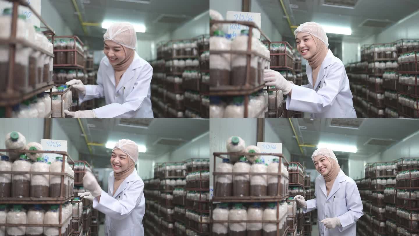 年轻的亚洲穆斯林女科学家在蘑菇工厂做研究，调查蘑菇块中真菌的生长情况。在无菌和温控的房间里