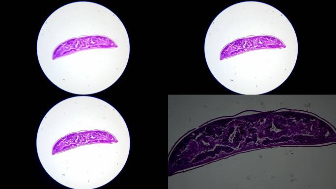 涡虫切片显微镜观察 (2)