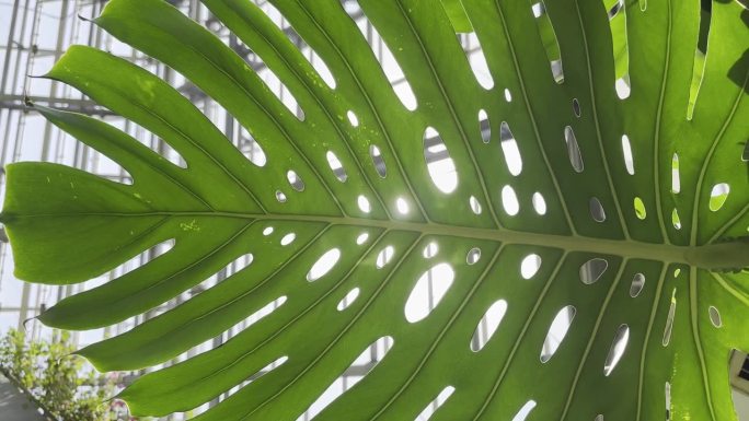 热带雨林树叶怪物外来植物随风摇曳，阳光和太阳耀斑，自然绿色雨林背景。大叶。