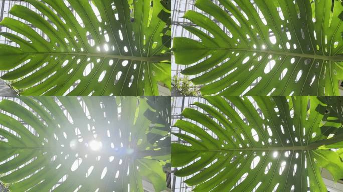 热带雨林树叶怪物外来植物随风摇曳，阳光和太阳耀斑，自然绿色雨林背景。大叶。