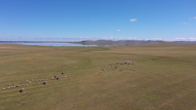 内蒙古生态修复草原治理牛羊