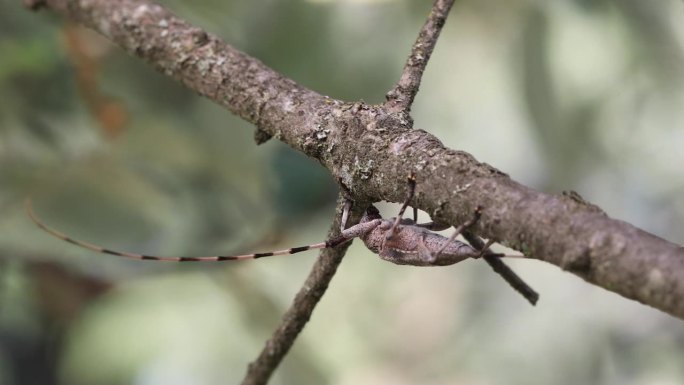 棘棘虫-木甲虫