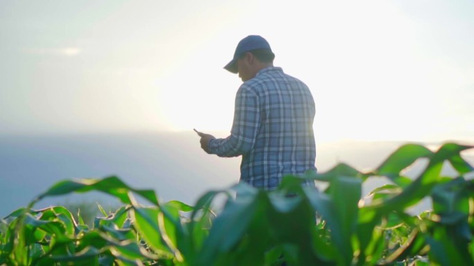 亚洲年轻农民在玉米地里劳作的剪影……用智能手机检查被害虫引起的叶子。智能农业。