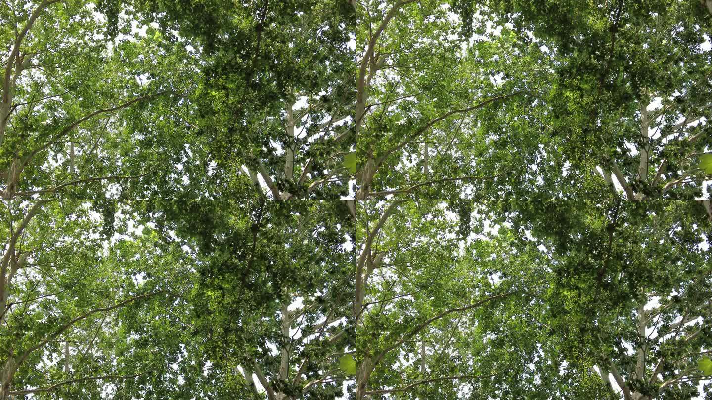 夏日树枝树叶植物实拍 (7)