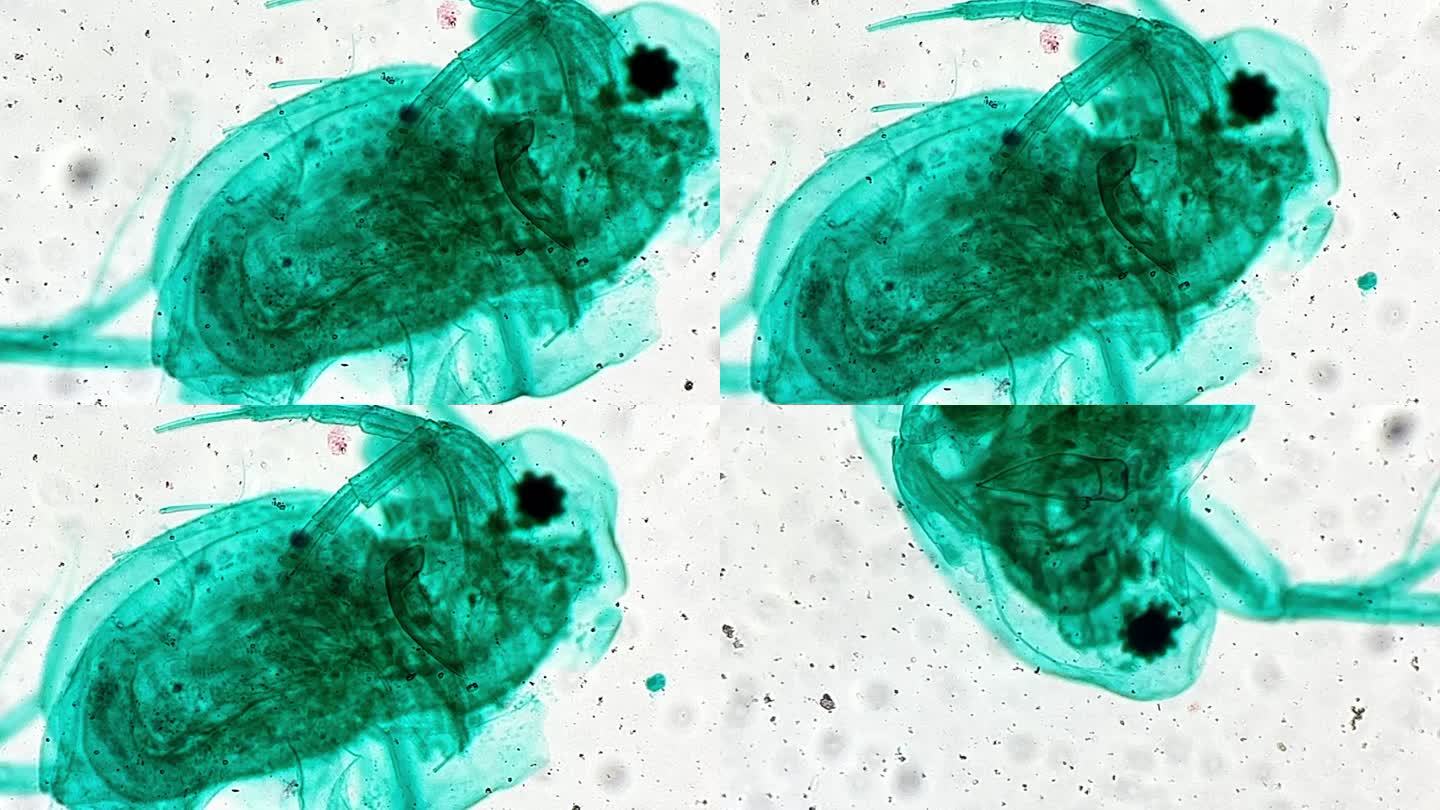 水蚤装片生物切片显微镜 (1)