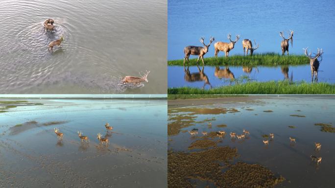 东台黄海湿地 夏季麋鹿