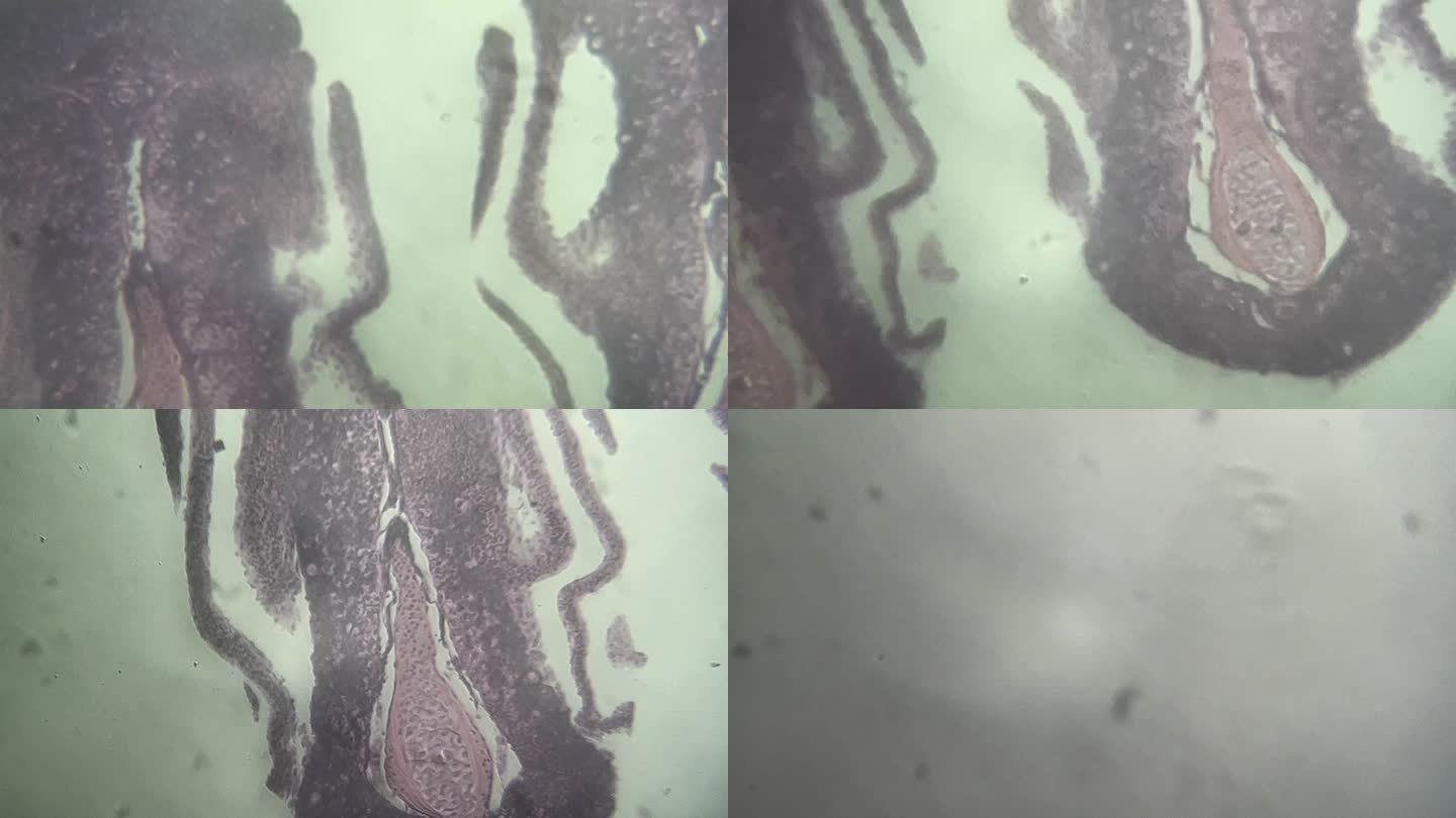 鱼鳃细胞切片显微镜 (1)