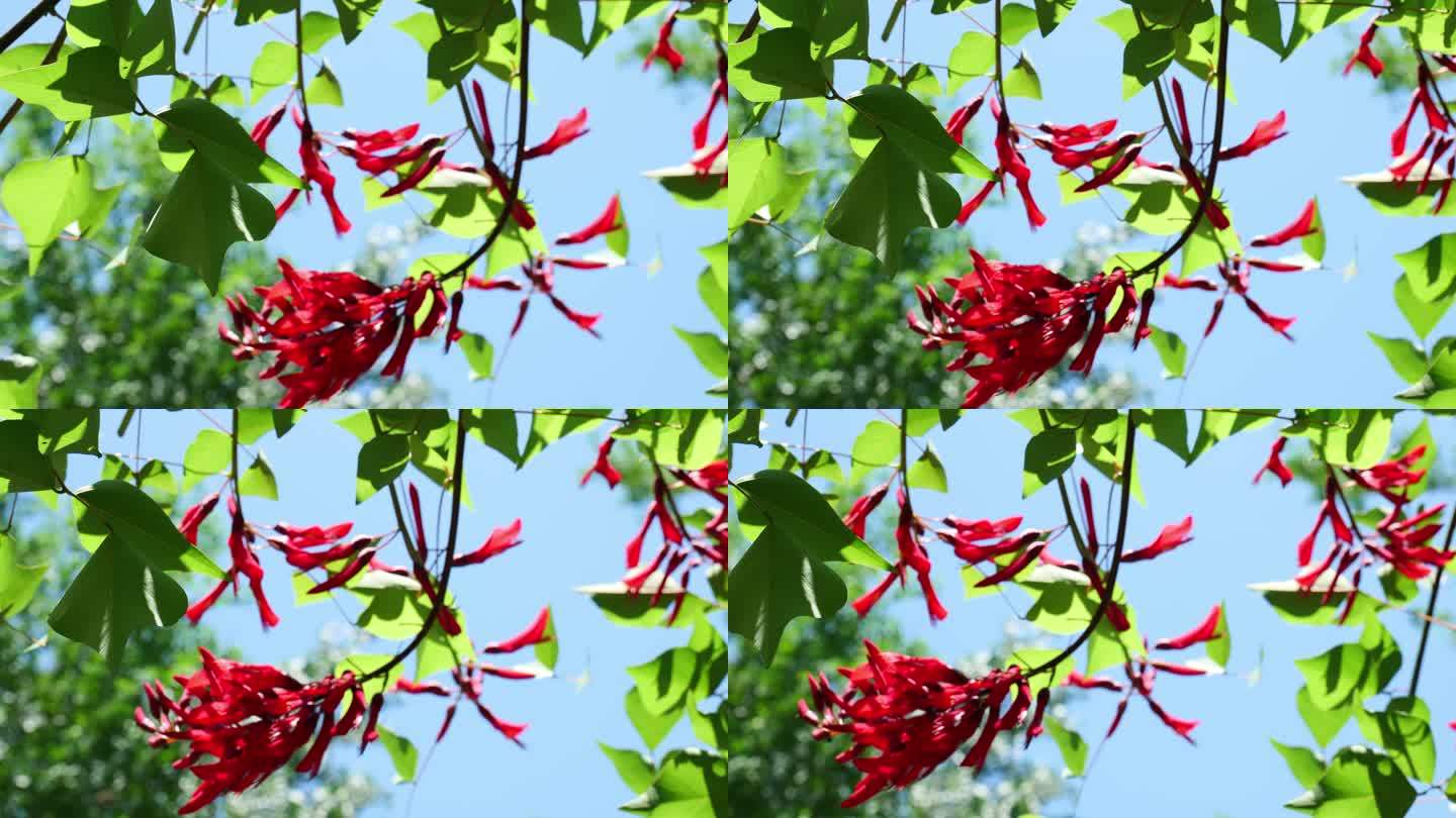 象牙红珊瑚刺桐珊瑚树龙牙花花朵花卉