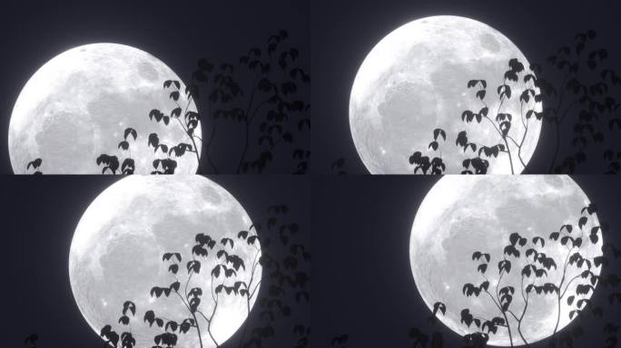 透过树枝树叶看月亮
