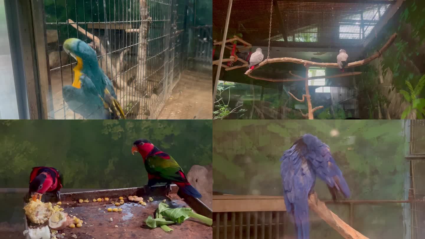 4k动物园各种鹦鹉