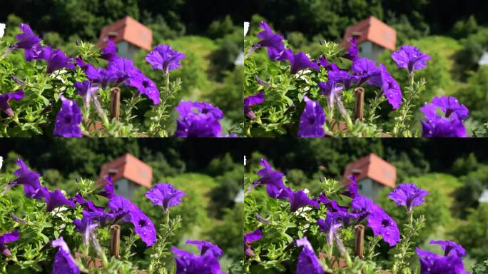 阳台盒子与紫色牵牛花的背景是绿色的森林和房子在阳光明媚的夏日。