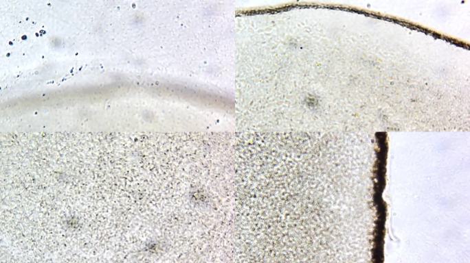 显微镜观察蛙卵单细胞 (3)