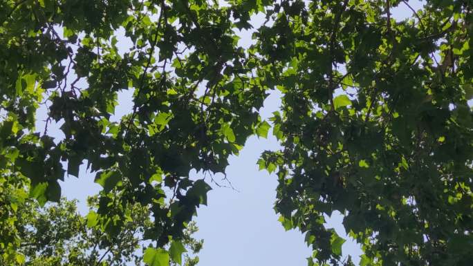 夏日绿色植物树叶风吹树枝实拍 (5)