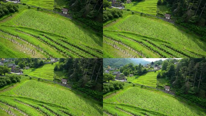 贝林佐纳可能是瑞士最具意大利风情的小镇。绿草如茵。