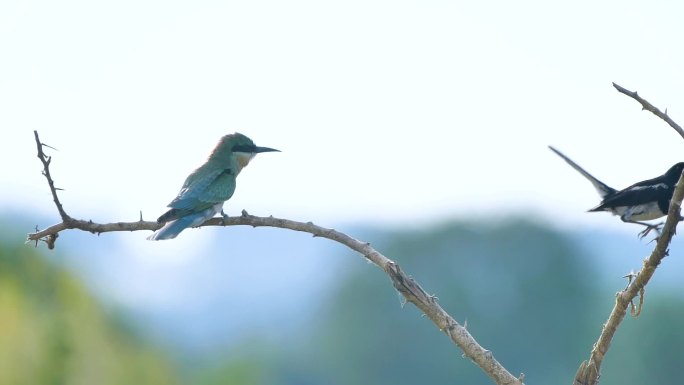 蜂虎与鹊鸲