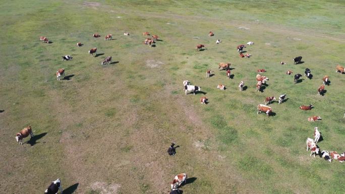 内蒙古矿山生态修复牛羊