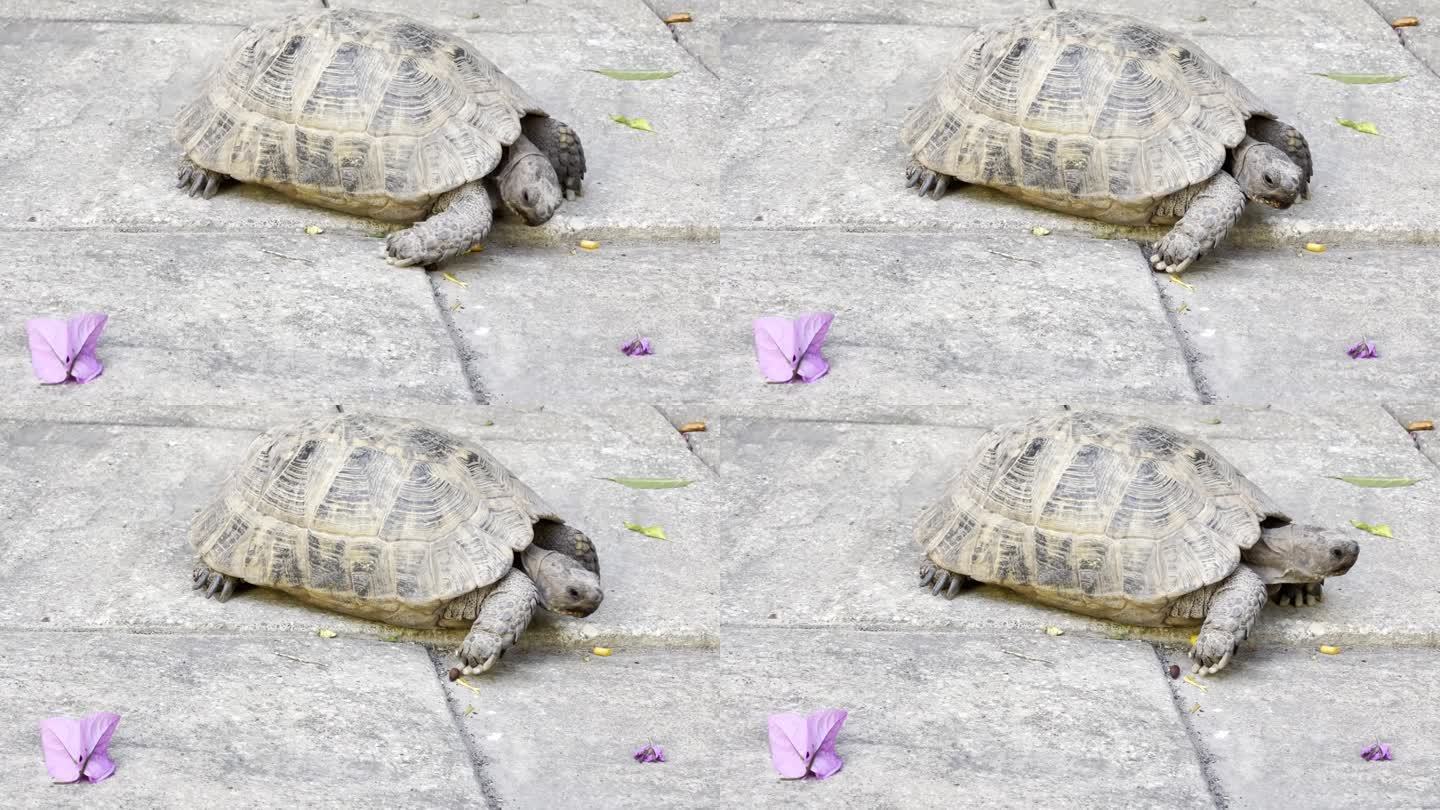 乌龟在找花吃