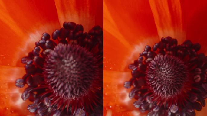 红色的海葵花在水滴里。垂直视频。多莉滑块极端特写。