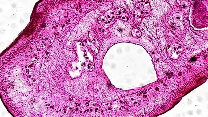绦虫成体切片生物切片 (1)