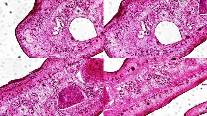 绦虫成体切片生物切片 (1)