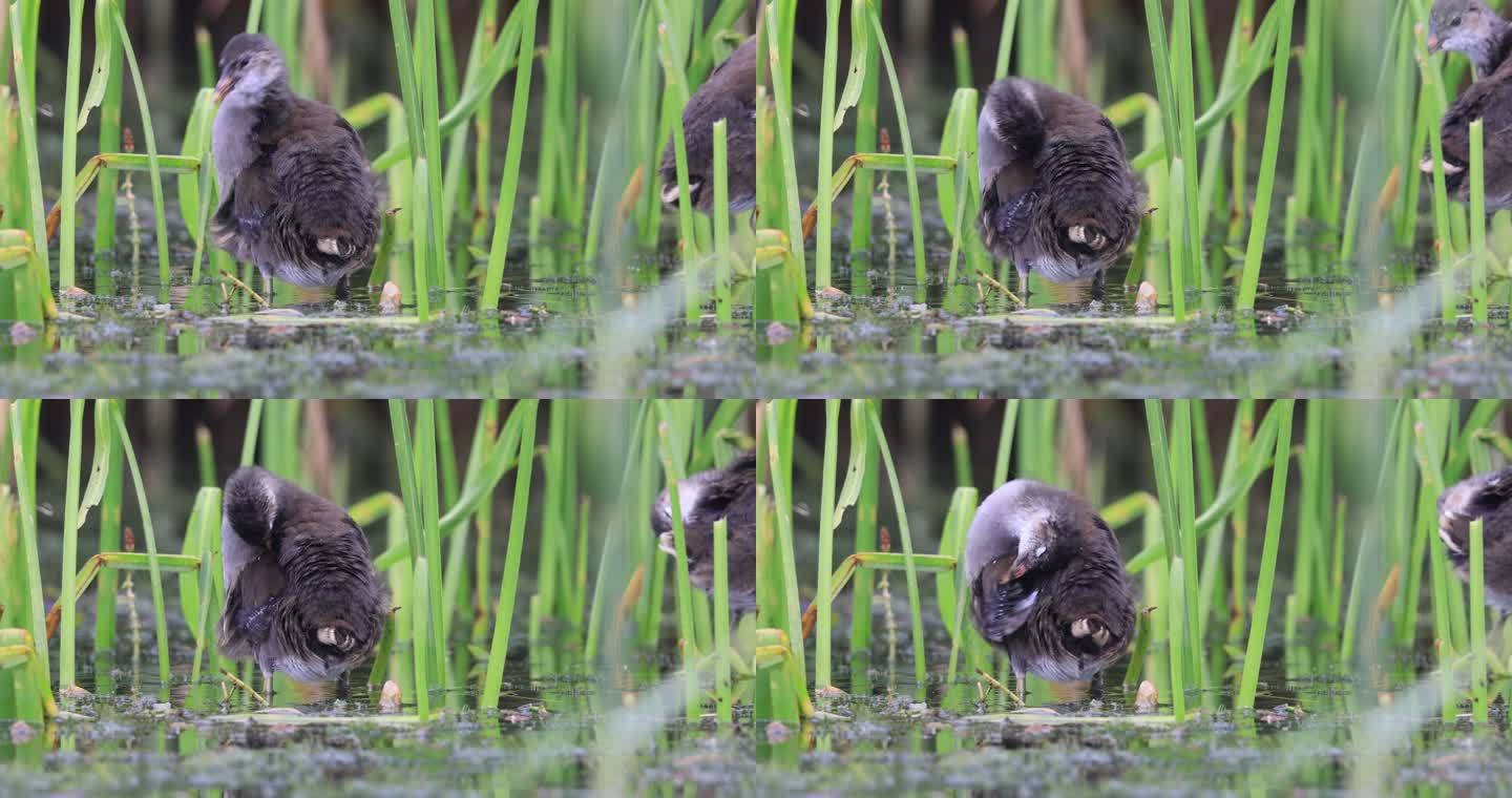 几只水鸟在湿地水草丛中梳理羽毛