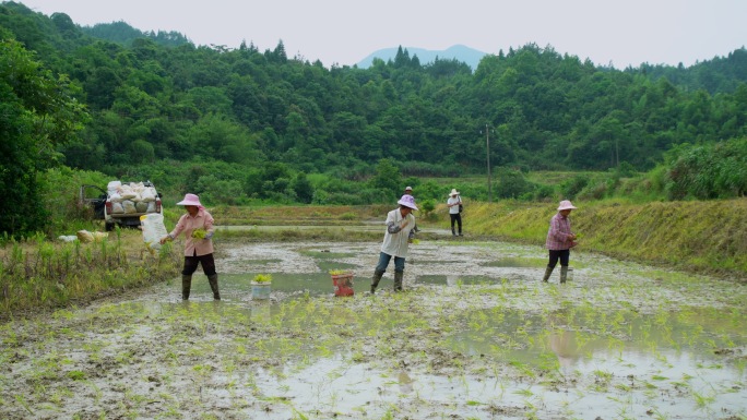 农民稻田抛秧种田