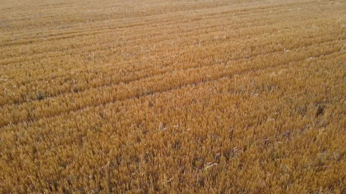 晚霞农用麦田暴雨后不育害大麦田，造成枯黄破穗