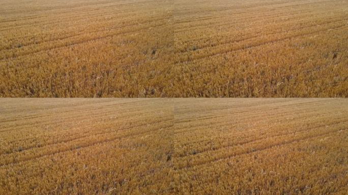 晚霞农用麦田暴雨后不育害大麦田，造成枯黄破穗