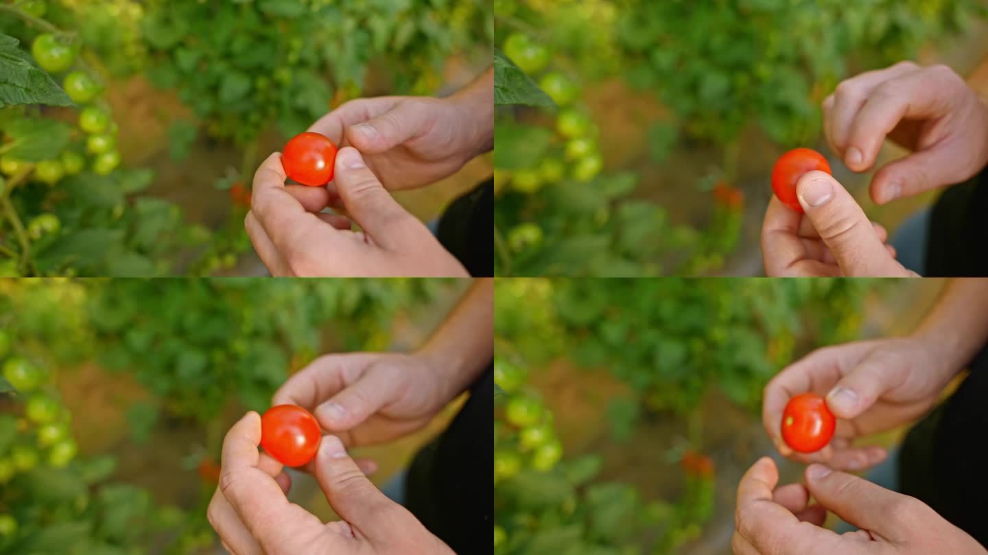 农民的双手仔细检查温室里成熟的红番茄，确保最高品质