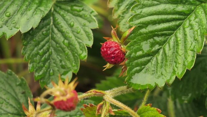 成熟的红草莓在雨滴下闪闪发光。夏日雨后的一滴水中富含维他命的花园草莓。花园里的灌木上有美味而芬芳的草