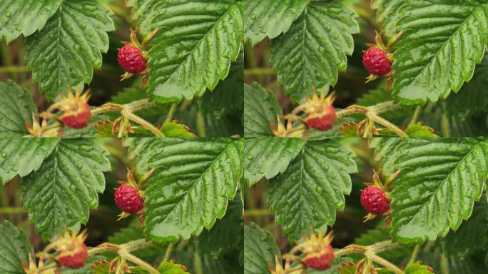 成熟的红草莓在雨滴下闪闪发光。夏日雨后的一滴水中富含维他命的花园草莓。花园里的灌木上有美味而芬芳的草