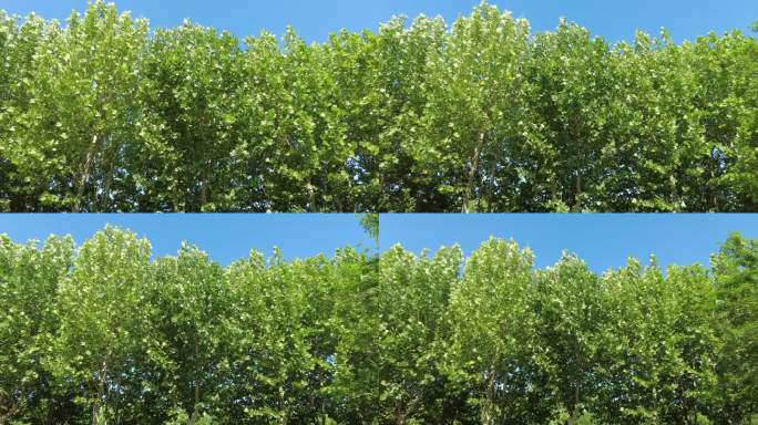 夏日蓝天树枝树叶植物实拍枫叶 (11)