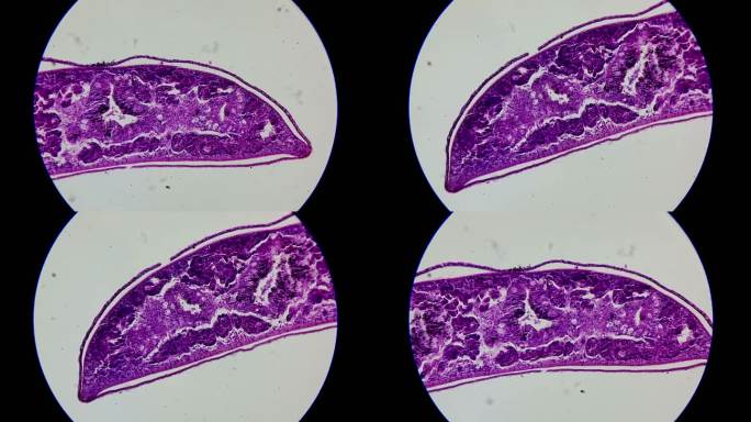 涡虫切片显微镜观察 (4)
