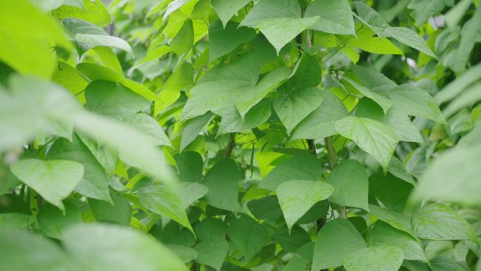 豆子长在地里空镜树木视频素材