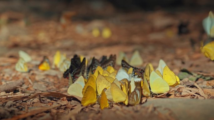 一群五颜六色的蝴蝶在地上吸吮食物，在自然森林中飞翔。慢动作