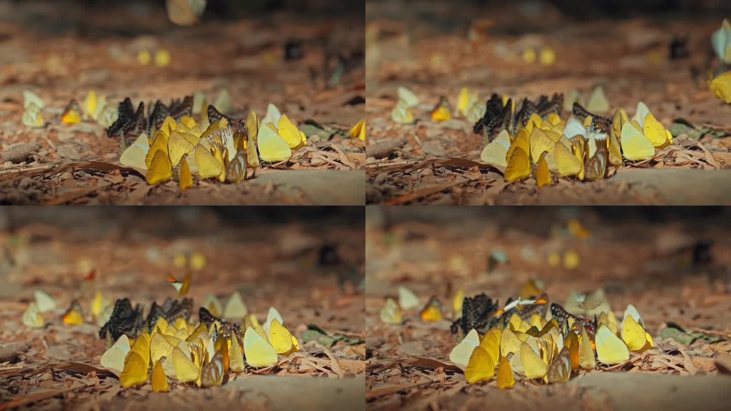 一群五颜六色的蝴蝶在地上吸吮食物，在自然森林中飞翔。慢动作