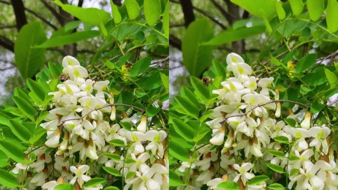 一只蜜蜂在白色的金合欢花上采集花蜜。树木授粉。