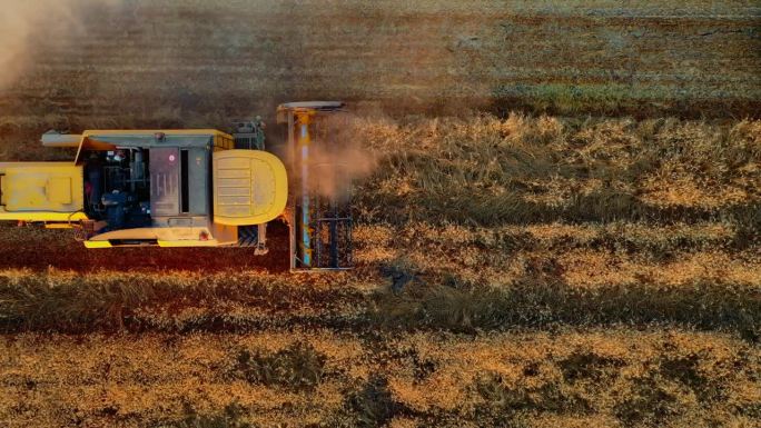 小麦收割鸟瞰图，收割者在小麦、燕麦、黑麦田里、谷物田里劳作，收获季节，农村收割机联合作物农场。农耕农