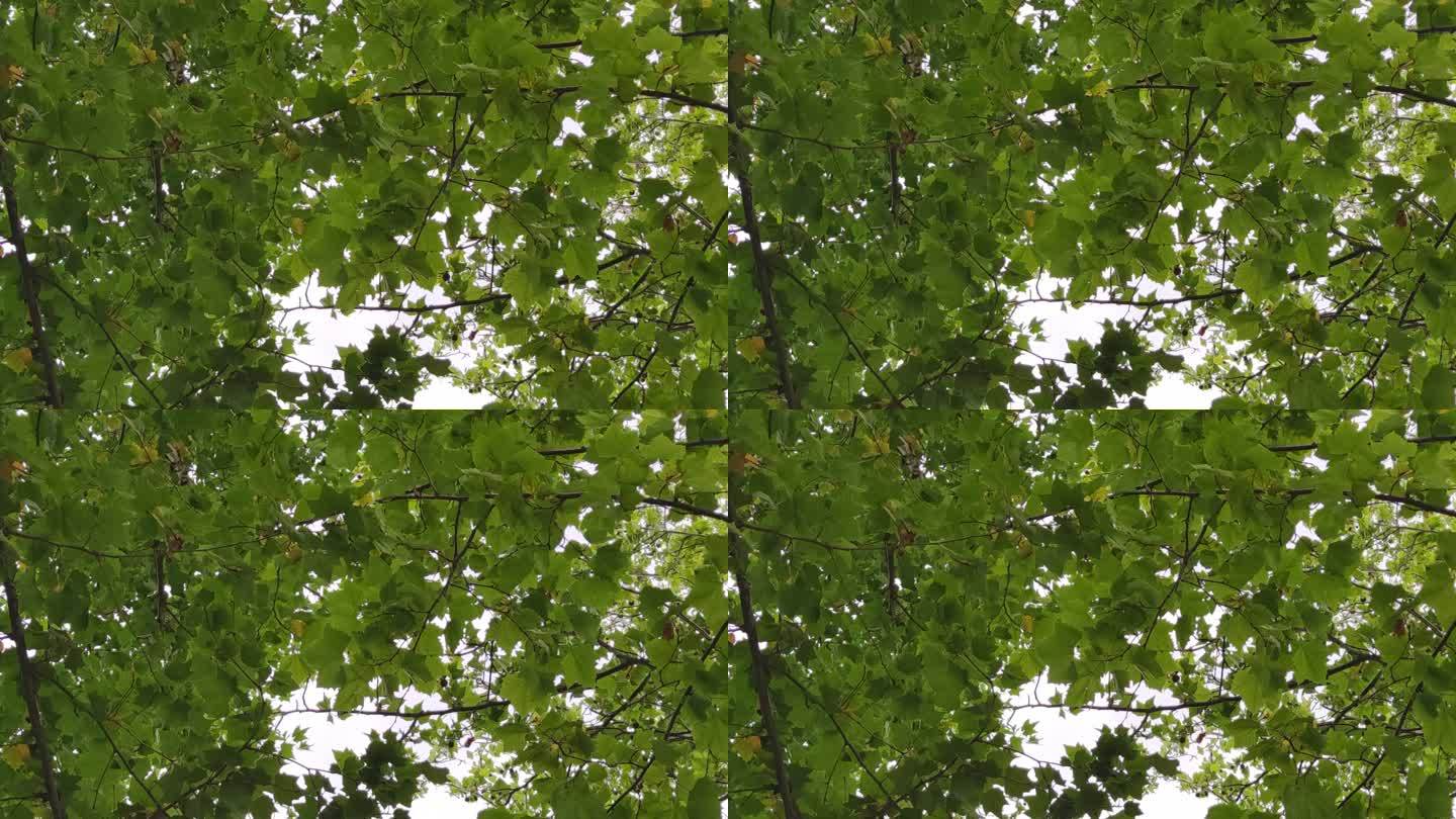 夏日绿色植物树叶风吹树枝实拍 (12)